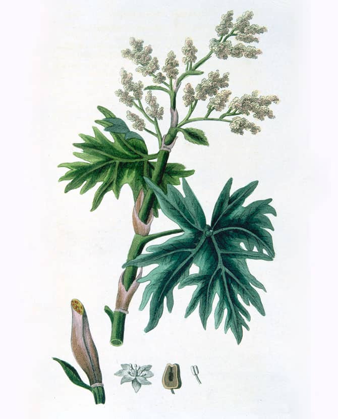 Image in article "What does millésime mean and why fragrance release year is important?"