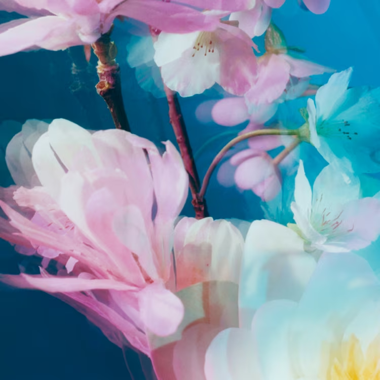 Jo Malone - Blossom collection